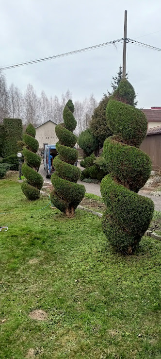Rząd spiralnie formowanych tui