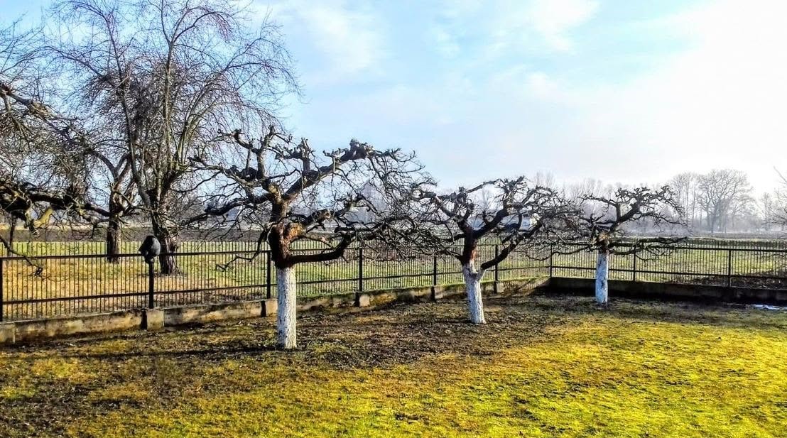 Wiosenne cięcie drzew owocowych
